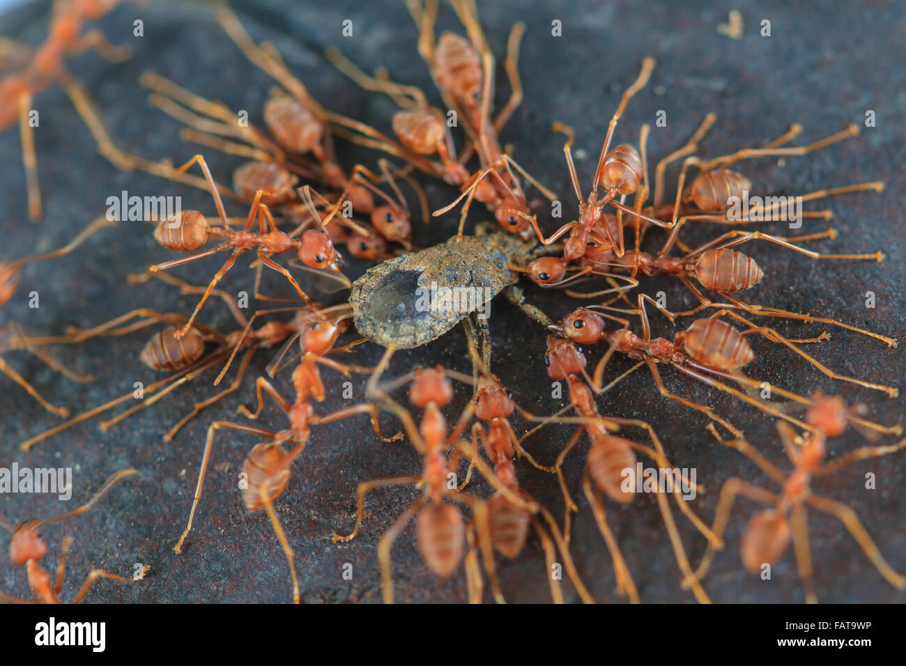 Ameisen-Truppen versuchen, eine tote Insekt im Wald zu bewegen Stockfoto