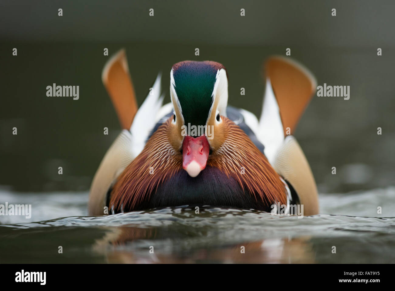 Frontale Nahaufnahme der schwimmenden männlichen Mandarinente / Mandarinente ( Aix galericulata ), extra niedriger Blickwinkel, Tierwelt, Europa. Stockfoto