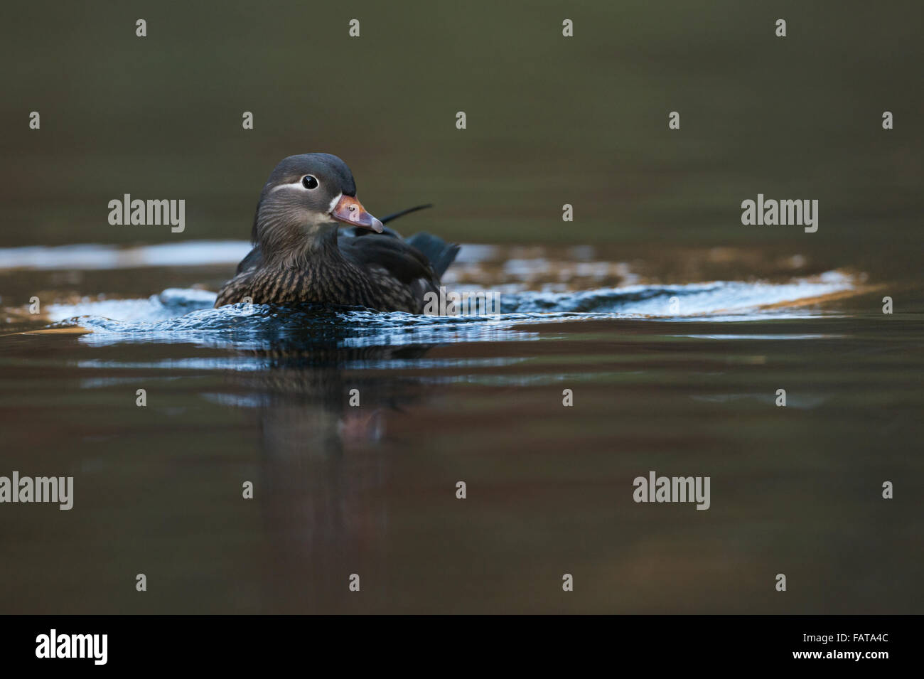 Weibliche Mandarinente / Mandarinente ( Aix galericulata ) schwimmt näher, beobachtet die Tiere, Europa. Stockfoto