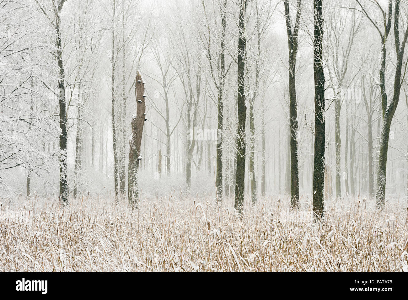 Schneebedeckte Sumpfwald in den Niederrhein. Winter in Meerbusch, Ilvericher Altrheinschlinge, Deutschland. Stockfoto