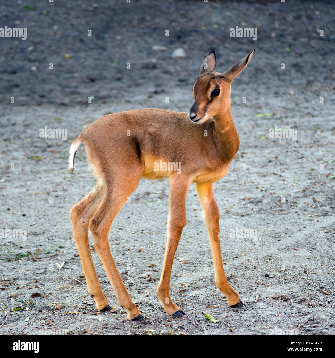 Baby Dama Gazelle (Nanger Dama Mhorrgazelle) Stockfoto