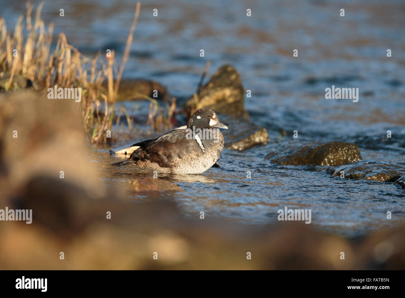 Harlekin Ente, Histrionicus Histrionicus, erste Jahr Drake Fluss Don, Aberdeen, Februar 2015, Stockfoto