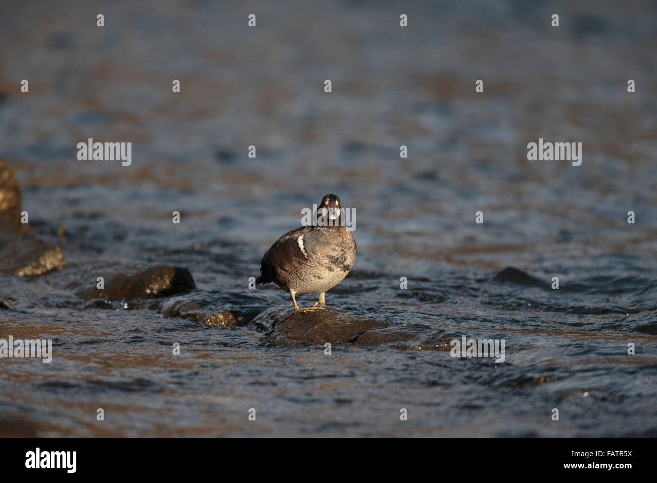 Harlekin Ente, Histrionicus Histrionicus, erste Jahr Drake Fluss Don, Aberdeen, Februar 2015, Stockfoto