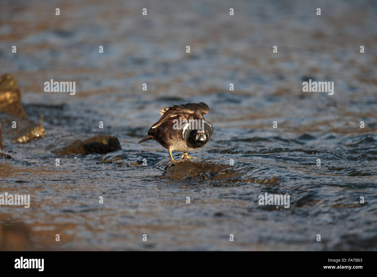 Harlekin Ente, Histrionicus Histrionicus, erste Jahr Drake Fluss Don, Aberdeen, Februar 2015, Stockfoto