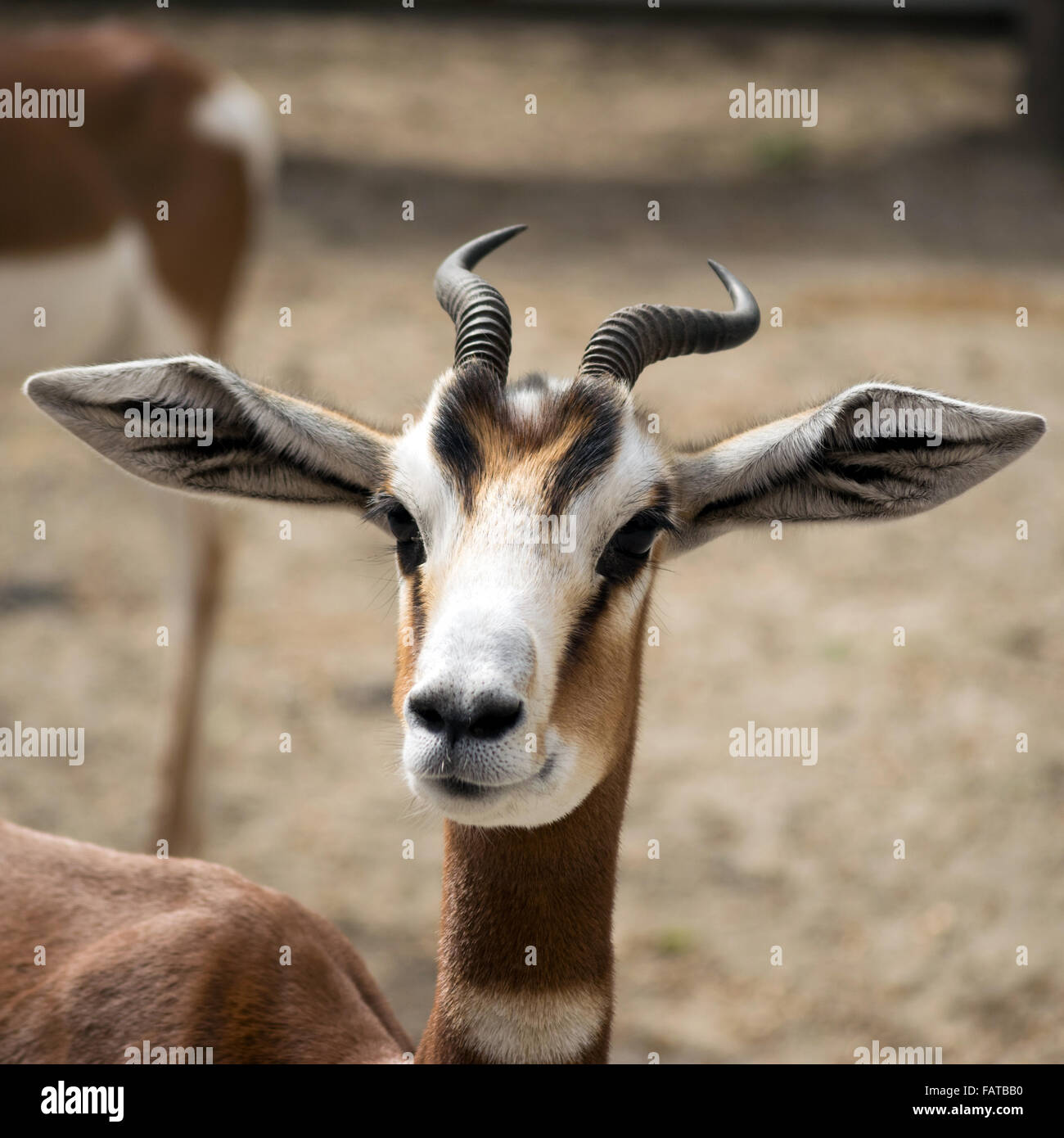 Porträt von einem weiblichen Dama Gazelle (Nanger Dama Mhorrgazelle) Stockfoto