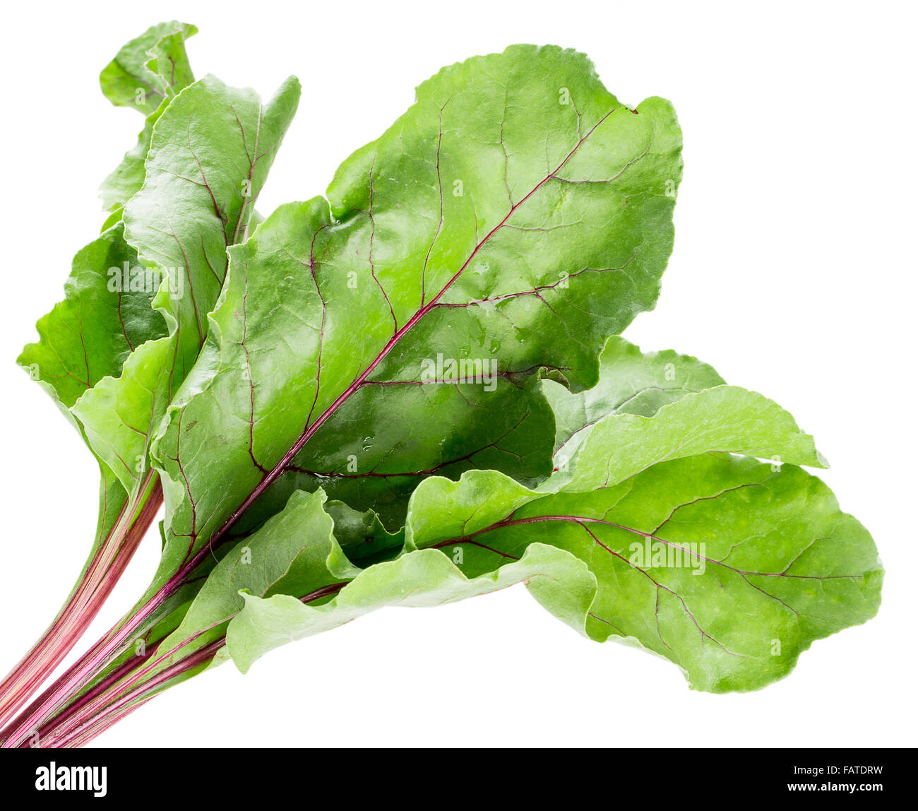 Rübenblätter auf dem weißen Hintergrund isoliert. Stockfoto