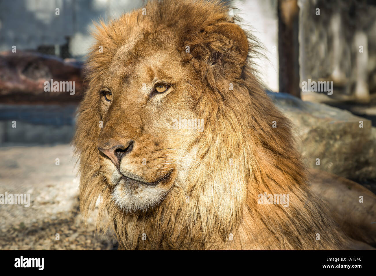 Porträt eines männlichen Löwen Stockfoto