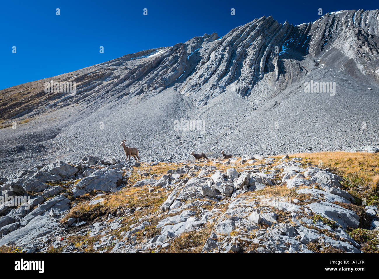 Wilde Herde von hoch oben in einem Berg Cirque große gehörnte Schafe. Kananaskis Country Alberta Kanada Stockfoto