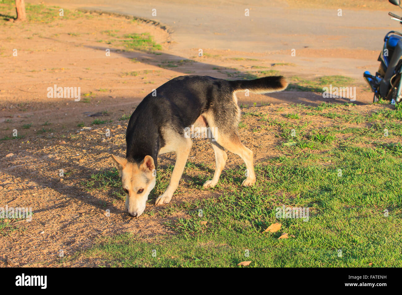 Hund im Park am Abend Stockfoto