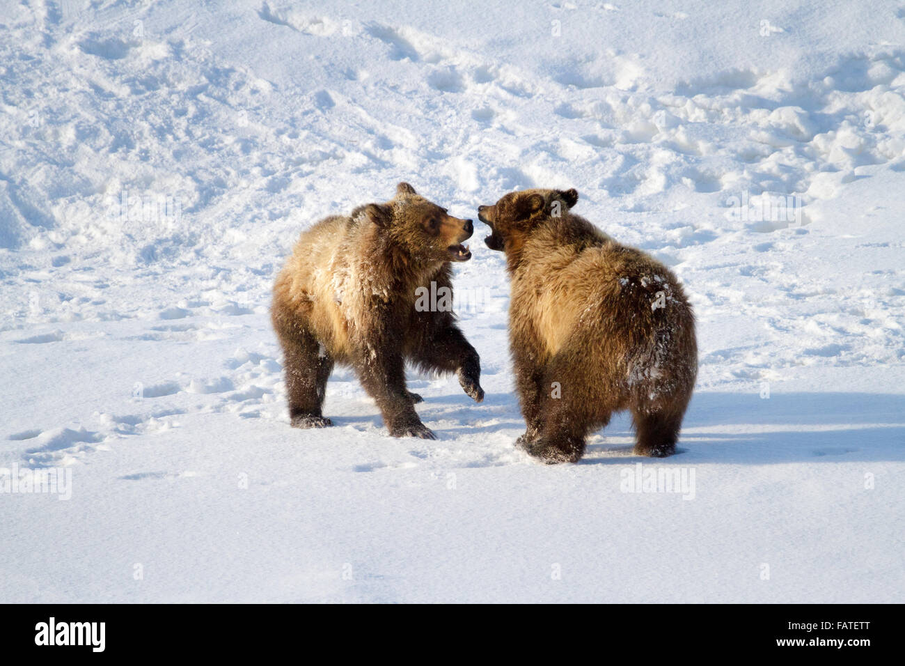 Cubs von Grizzly Bear #610 des Grand Teton National Park spielen auf dem gefrorenen Eis von Oxbow Bend. Stockfoto