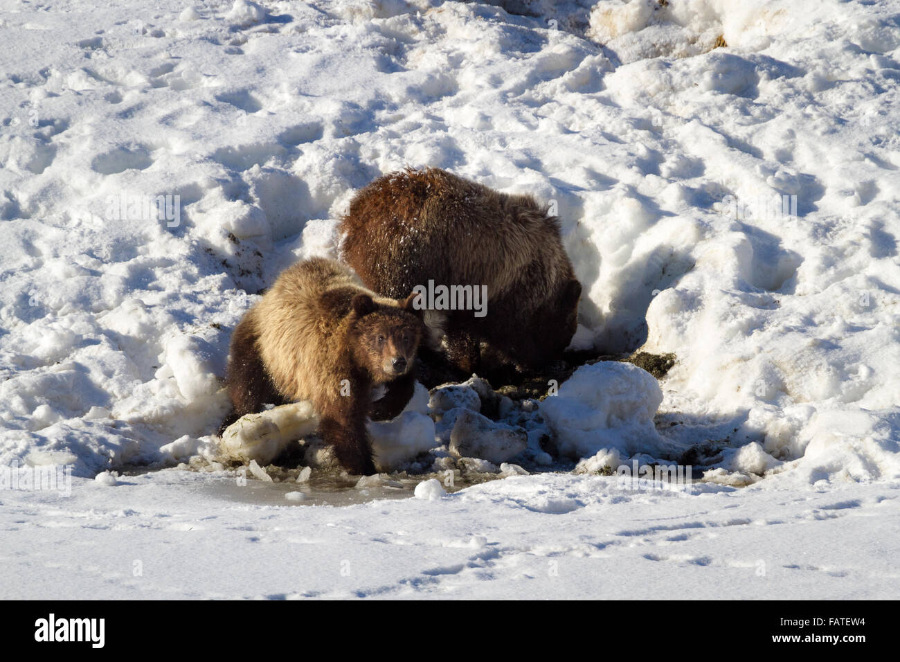 Eine Grizzly Bear #610's Jungtiere des Grand Teton National Park sieht während seine Mutter für Essen im Oxbow Bend gräbt. Stockfoto