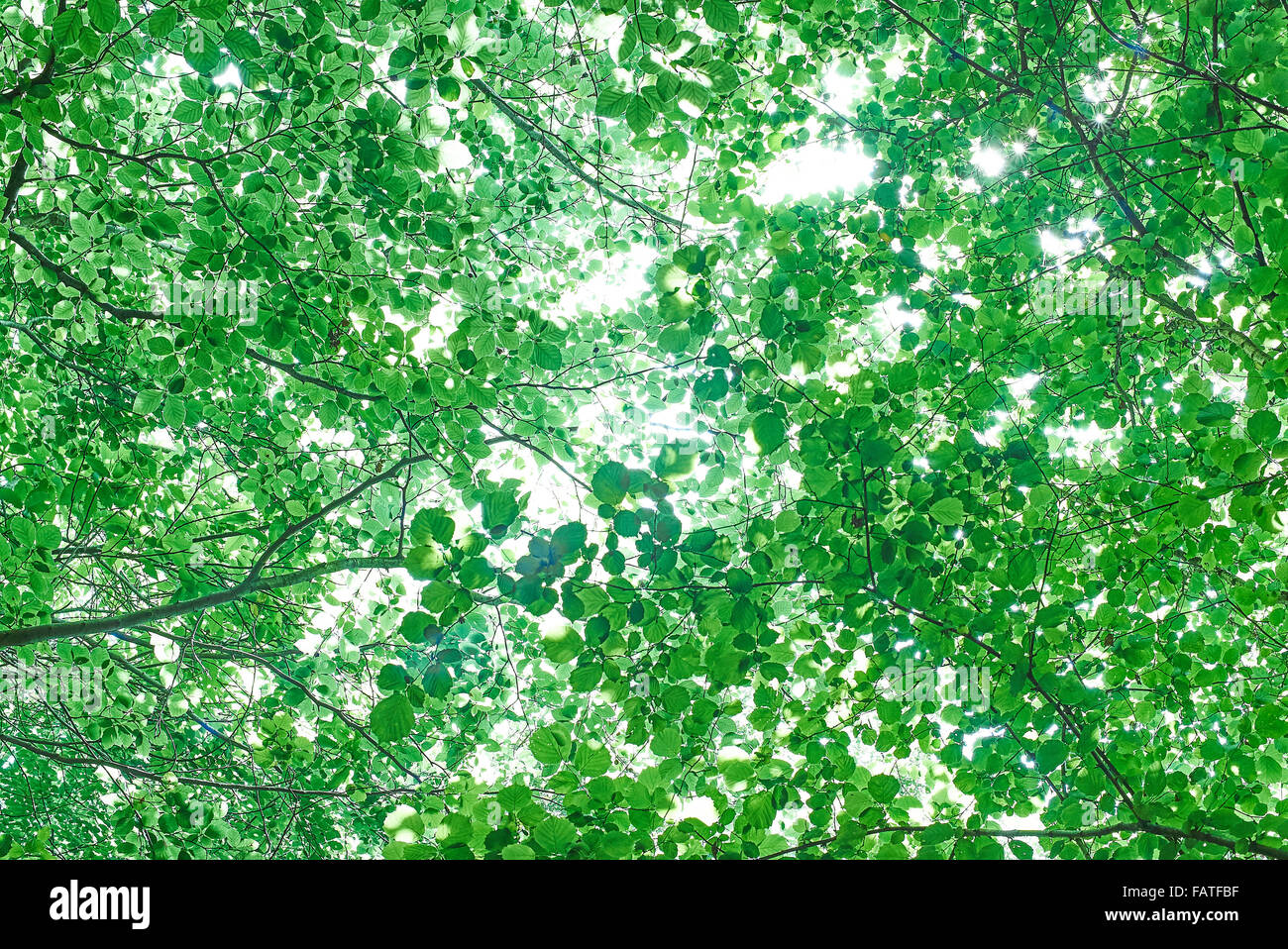 Hintergrundmuster der grünen grünen Baum Zweige im Sommer Stockfoto