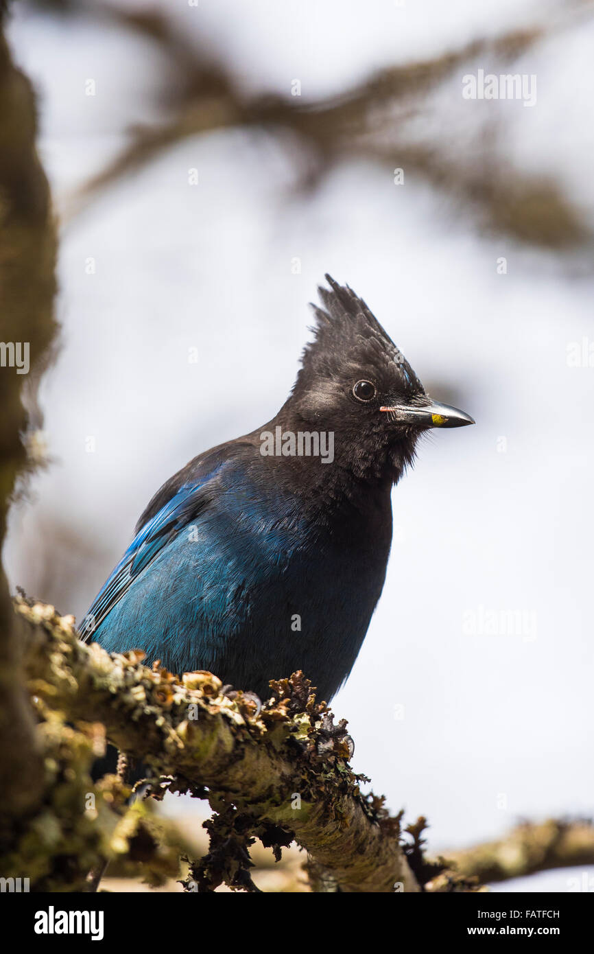 Steller's Jay British Columbia Kanada Stockfoto