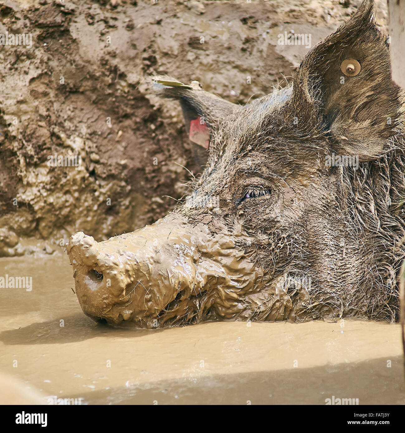 Schuss in den Kopf eines freien Bereich Schweins im Schlamm suhlen Stockfoto