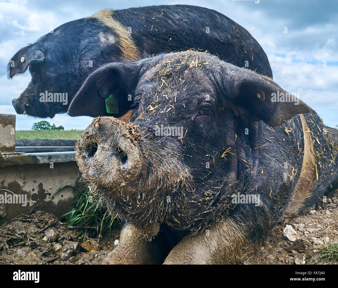 Zwei Saddleback Wildschweine suhlen im Schlamm auf einer Schweinefarm organische Freilandhaltung Stockfoto