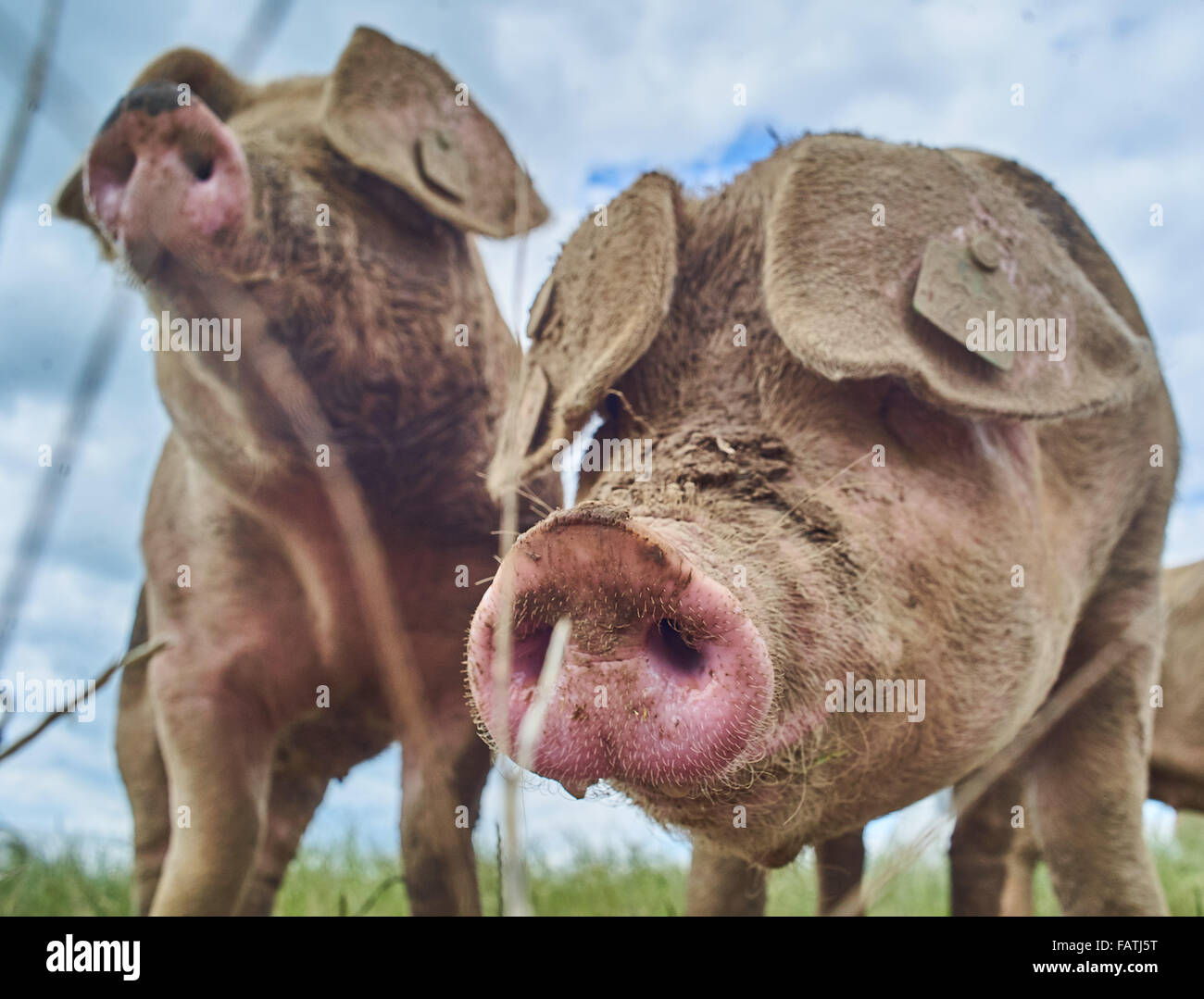 Kopfschuss von freilaufenden Schweinen in einer Wiese hautnah Stockfoto