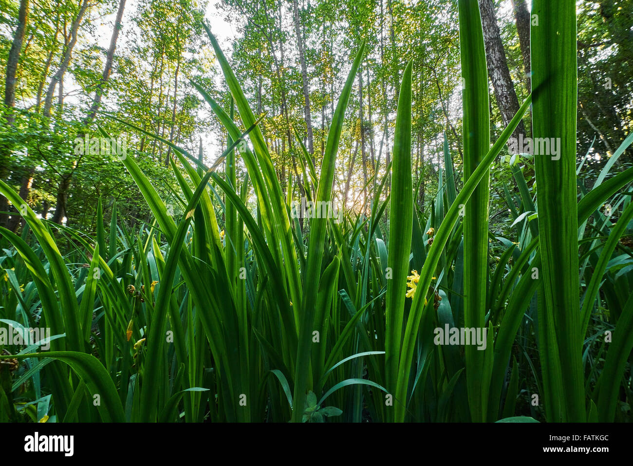 Alten Erle Carr nassen Laubwald Stockfoto