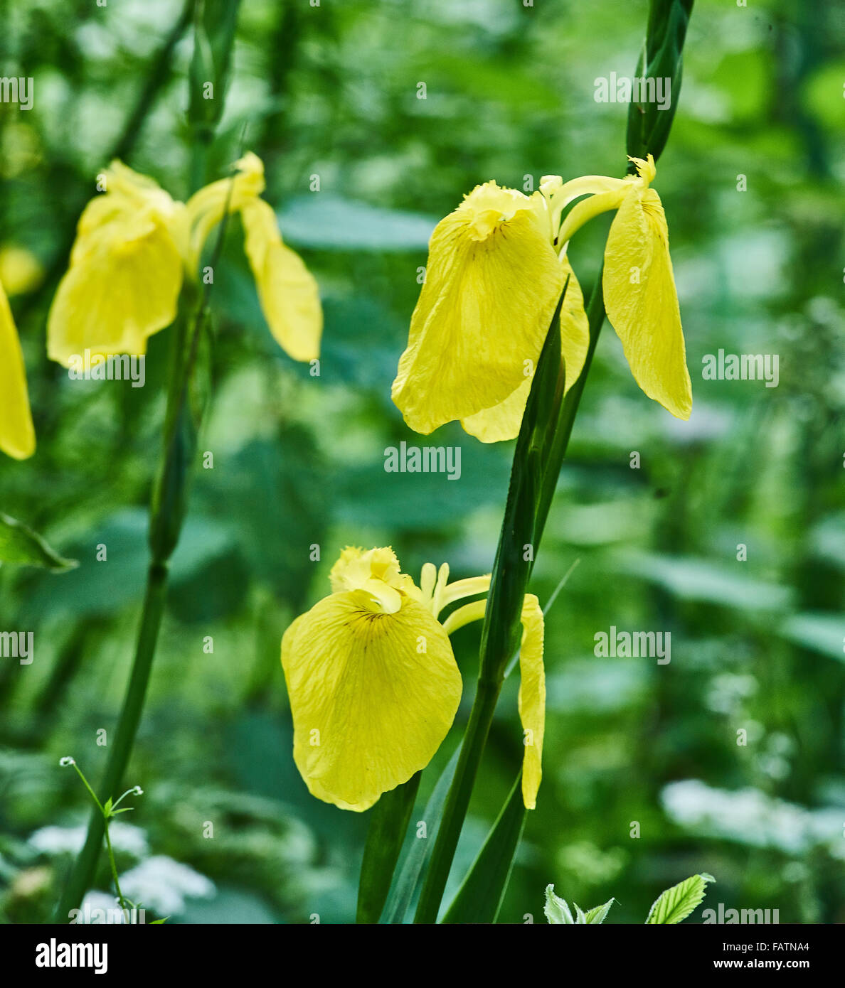Iris Pseudacorus gelbe Flagge Stockfoto