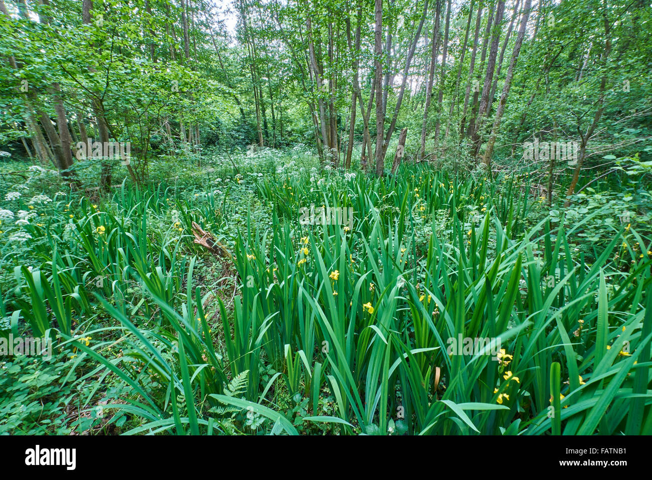 Alten Erle Carr nassen Laubwald Stockfoto