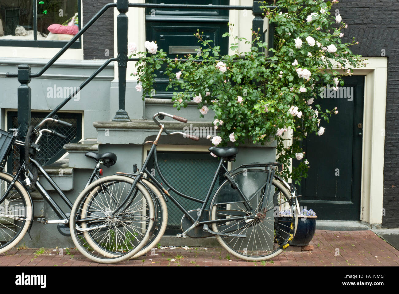 Alt-Amsterdam, Holland. Typische Szene von Fahrrädern und blasse Rosen außerhalb der typischen alten Haus in Alt-Amsterdam. Stockfoto