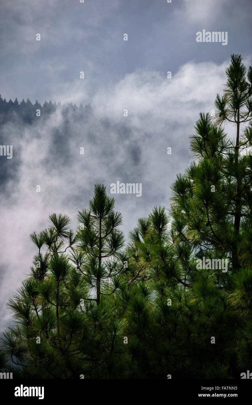 Teneriffa, Kanarische Inseln - der Teide-Nationalpark. Corona forestal - Kanarische Kiefernwald mit Nebel auf Cloud-Basis-Ebene. Stockfoto