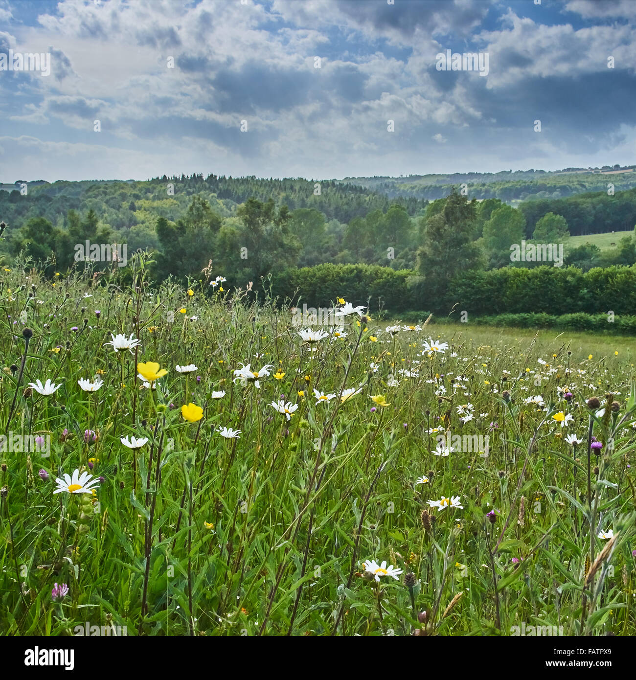 Alten Arten reichen Neutral Grünland Wiese in der hohen Weald von Sussex auf Felsen Bauernhof Stockfoto