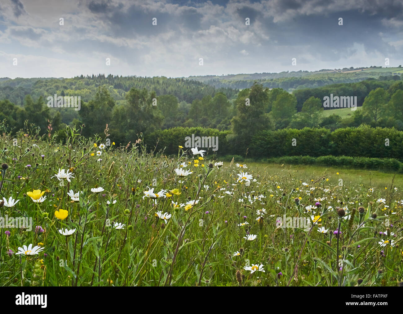 Alten Arten reichen Neutral Grünland Wiese in der hohen Weald von Sussex auf Felsen Bauernhof Stockfoto