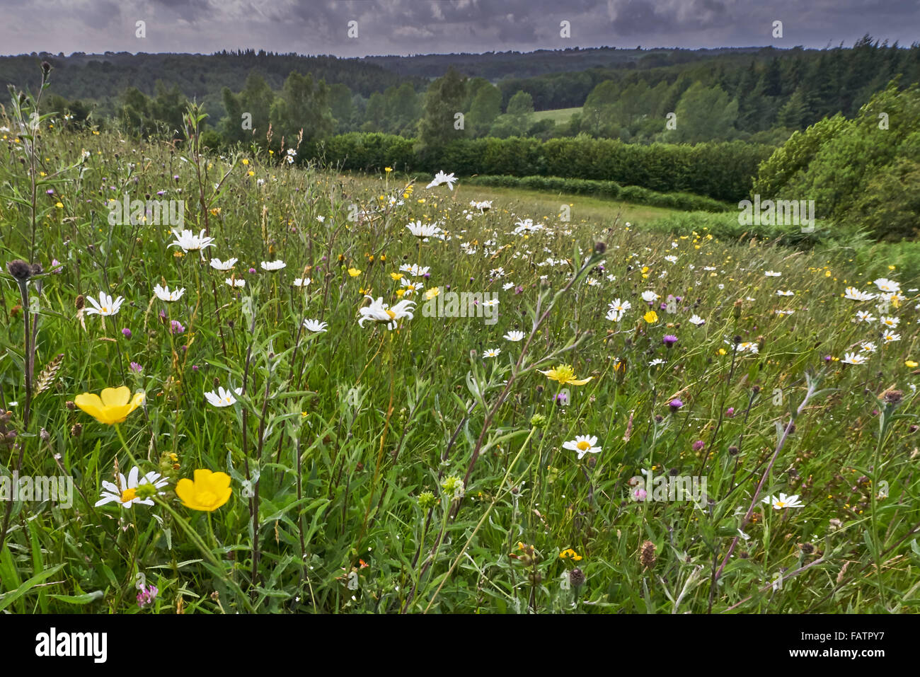 Alten Arten reichen Neutral Grünland Wiese in der hohen Weald von Sussex auf Felsen Bauernhof Stockfoto