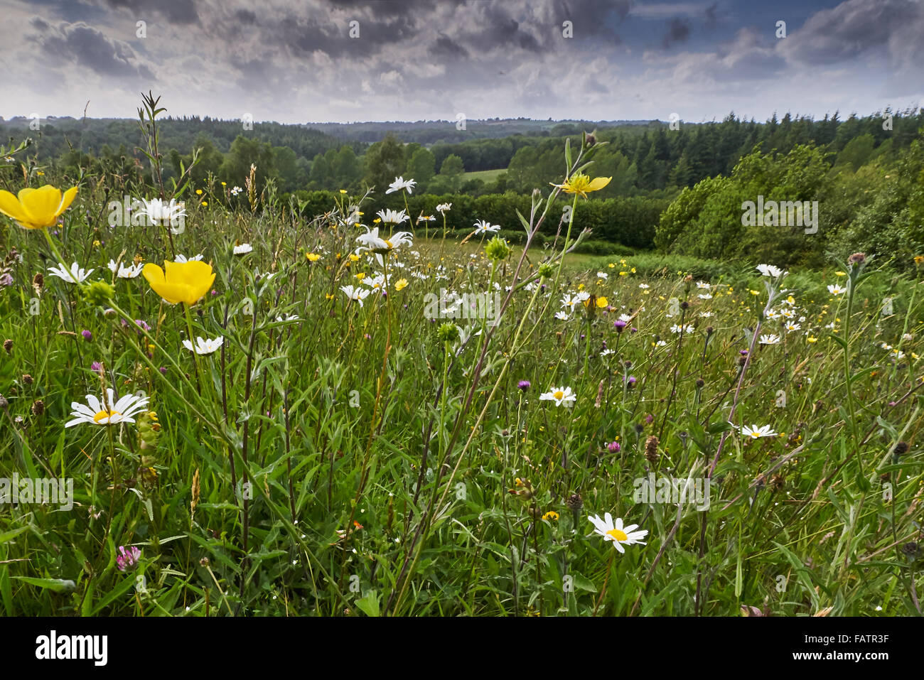Alten Arten reichen Neutral Grünland Wiese in der hohen Weald von Sussex auf Felsen Bauernhof Stockfoto