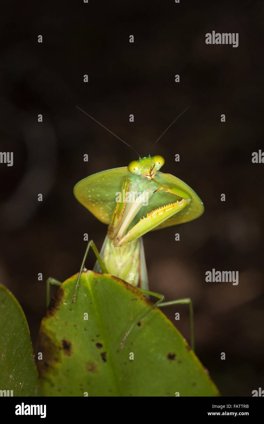 Peruanischer schildmantis Fotos und Bildmaterial in hoher Auflösung
