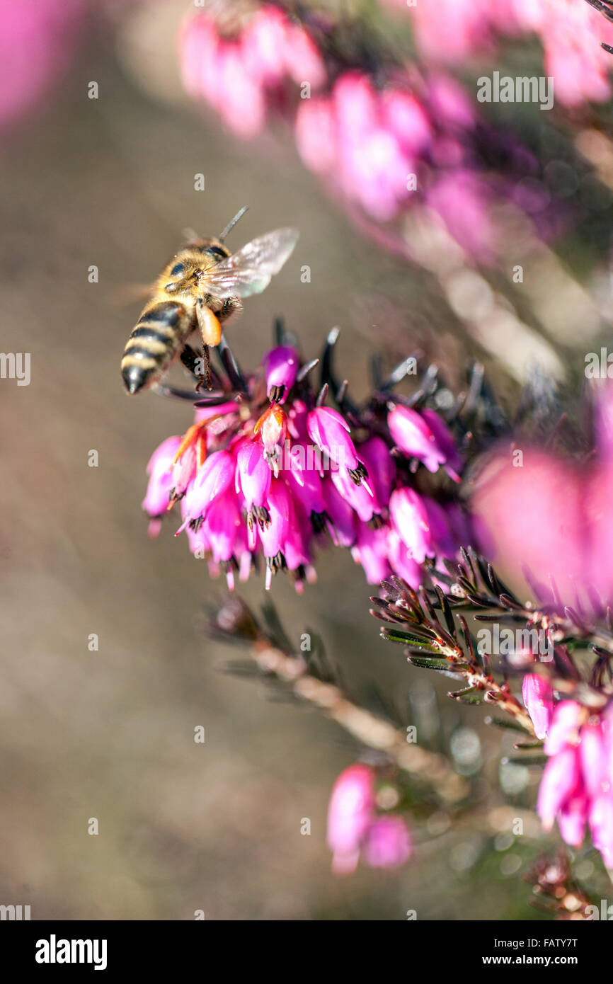 Erica carnea syn. Herbacea 'Pirbright Rose' Honigbiene fliegt zu Winterheide Stockfoto