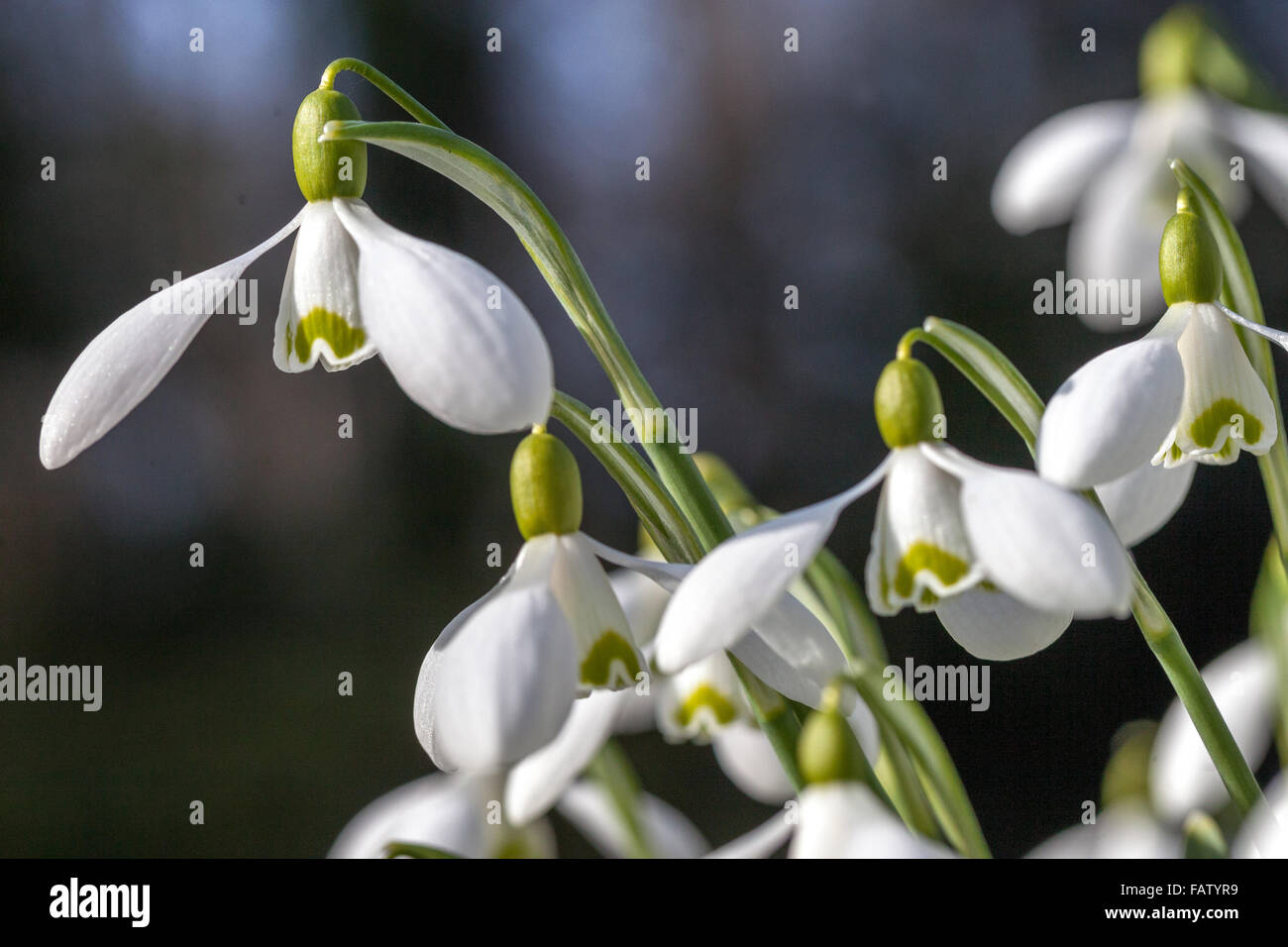 Galanthus nivalis Snowdrop, weiße Blumen Stockfoto