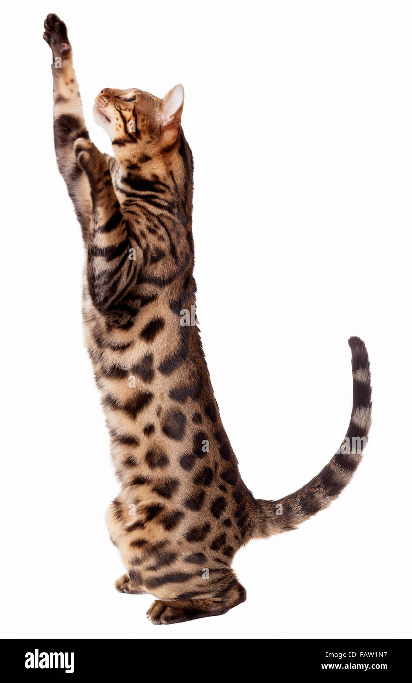 Männliche Bengalkatze Stretching, scharren und bis isoliert auf weißem Hintergrund Model Release: Nein Property Release: Nein. Stockfoto