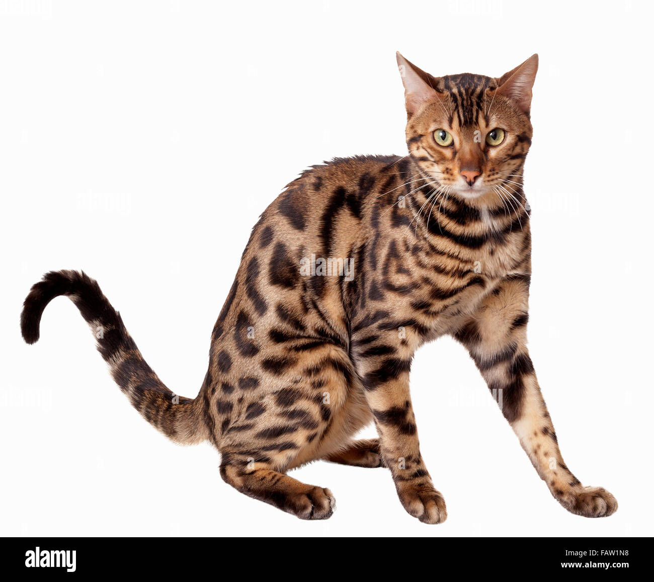 Männlich Bengal Katze sitzt und Geradeaus starrte Model Release: Nein Property Release: Nein. Stockfoto