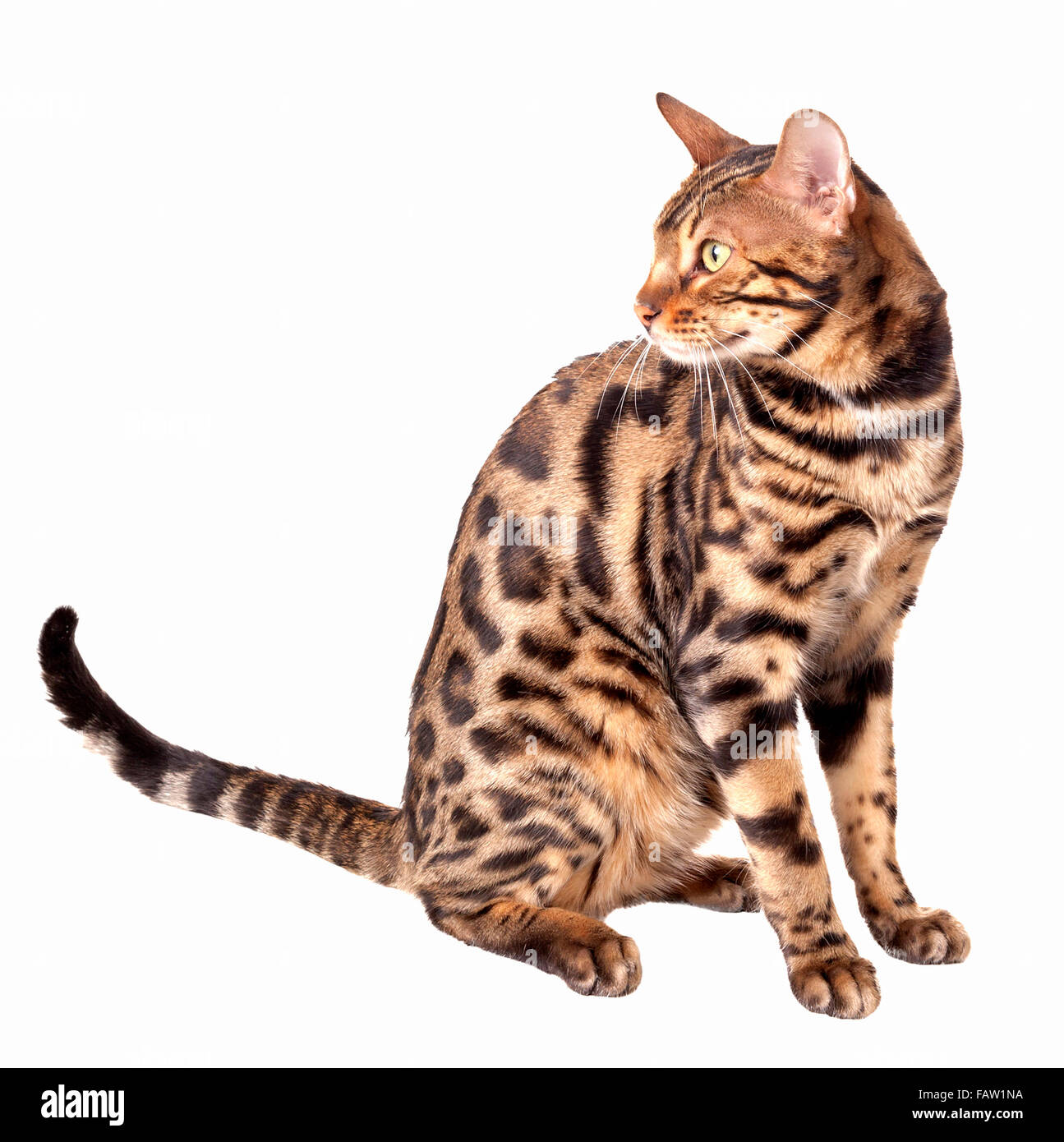 Männlich Bengal Katze sitzend und Wegsehen auf weißem Hintergrund isoliert Model Release: Nein Property Release: Nein. Stockfoto