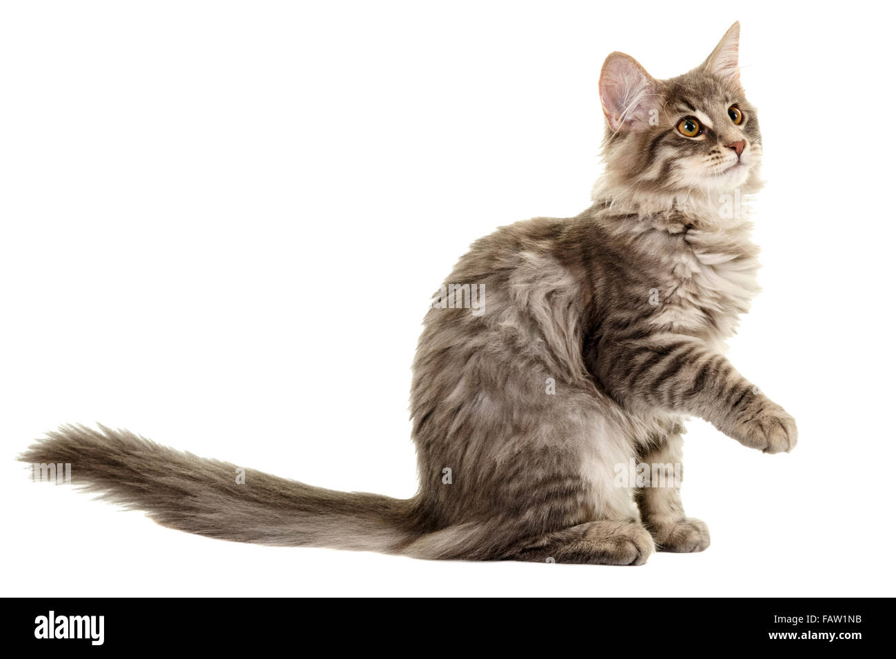 Norwegain Waldkatze kitten Portrait auf weißem Hintergrund isoliert Model Release: Nein Property Release: Nein. Stockfoto