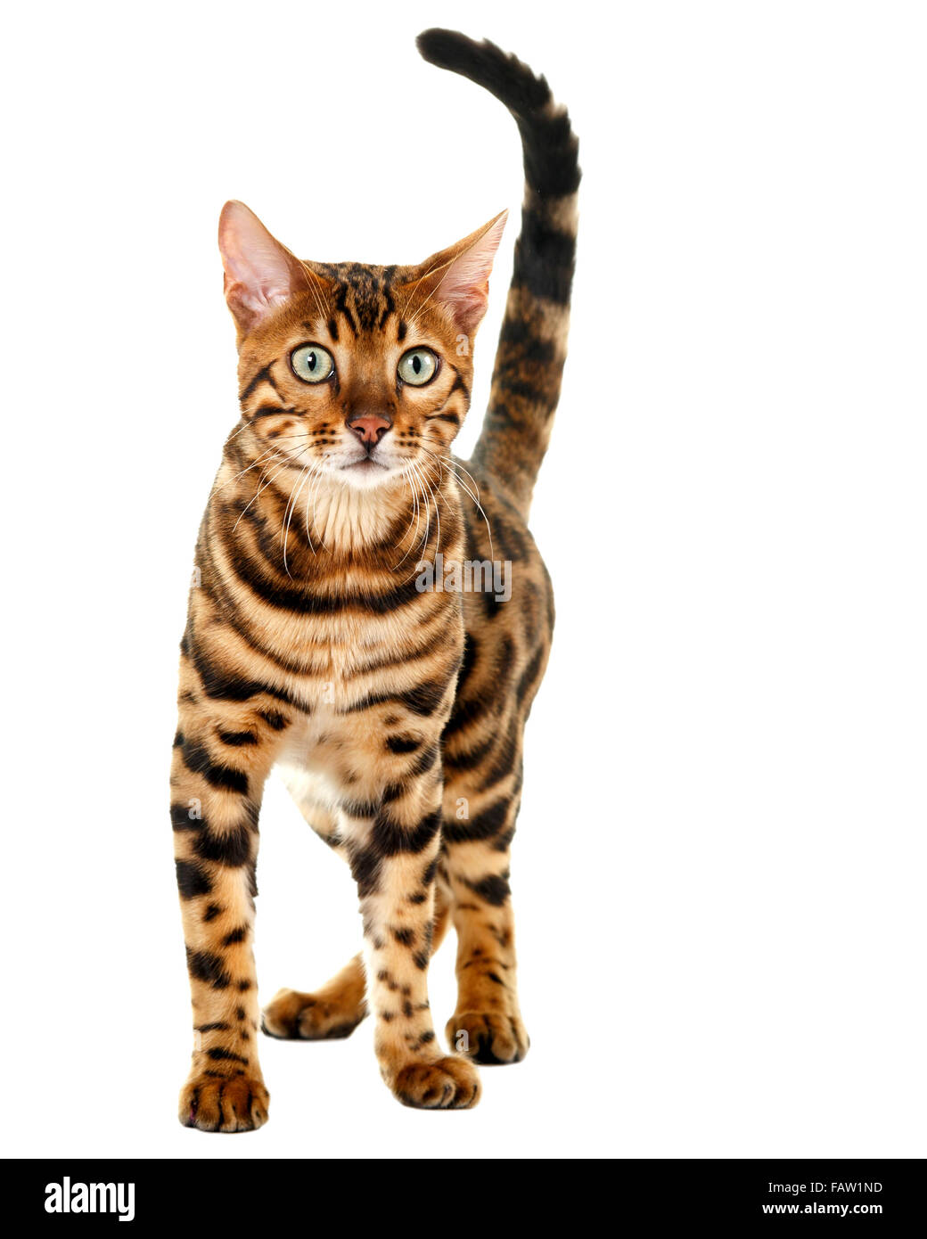 Männlich Bengal Katze Portrait auf weißem Hintergrund isoliert Model Release: Nein Property Release: Nein. Stockfoto