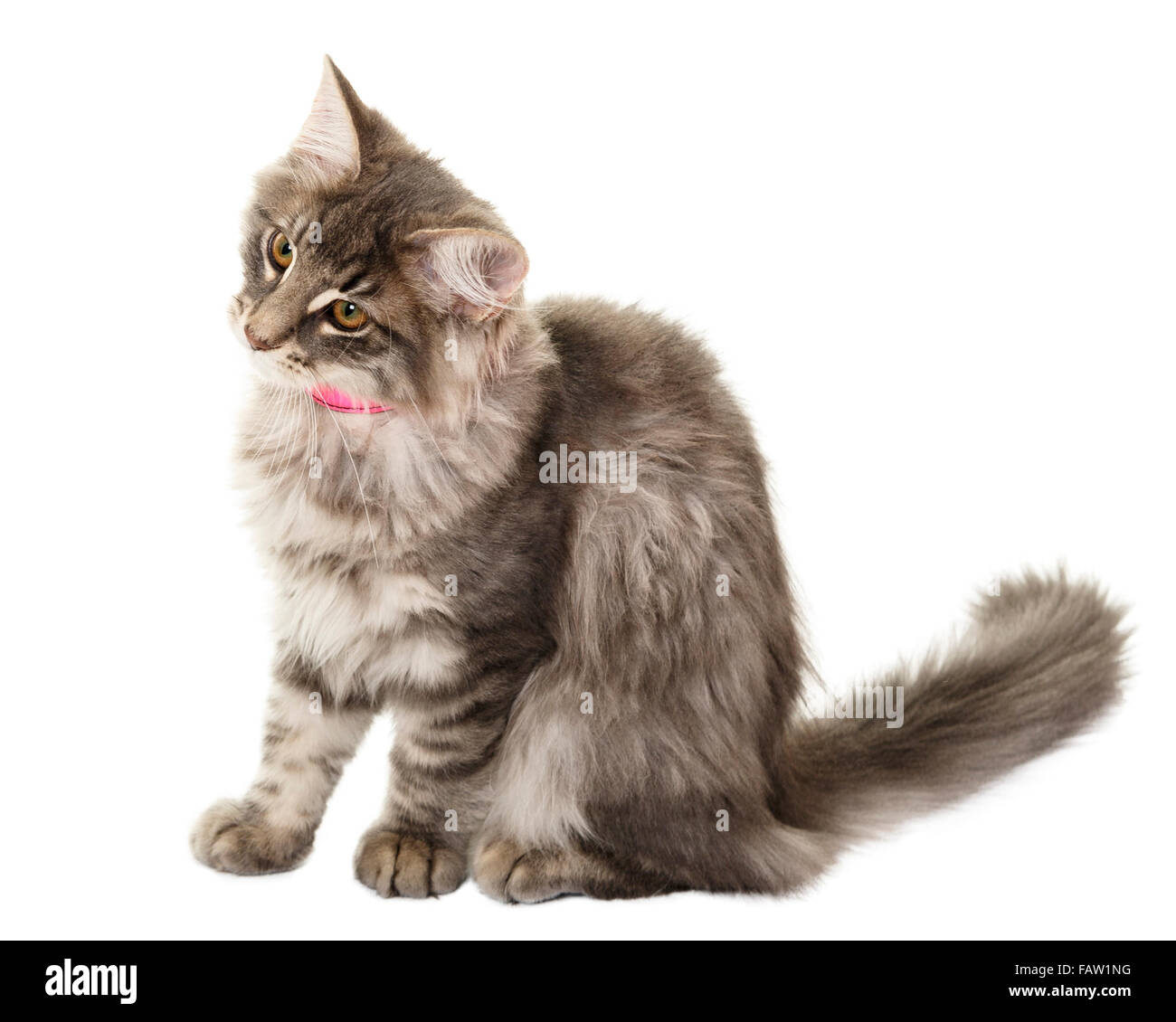 Norwegain Waldkatze kitten Portrait auf weißem Hintergrund isoliert Model Release: Nein Property Release: Nein. Stockfoto