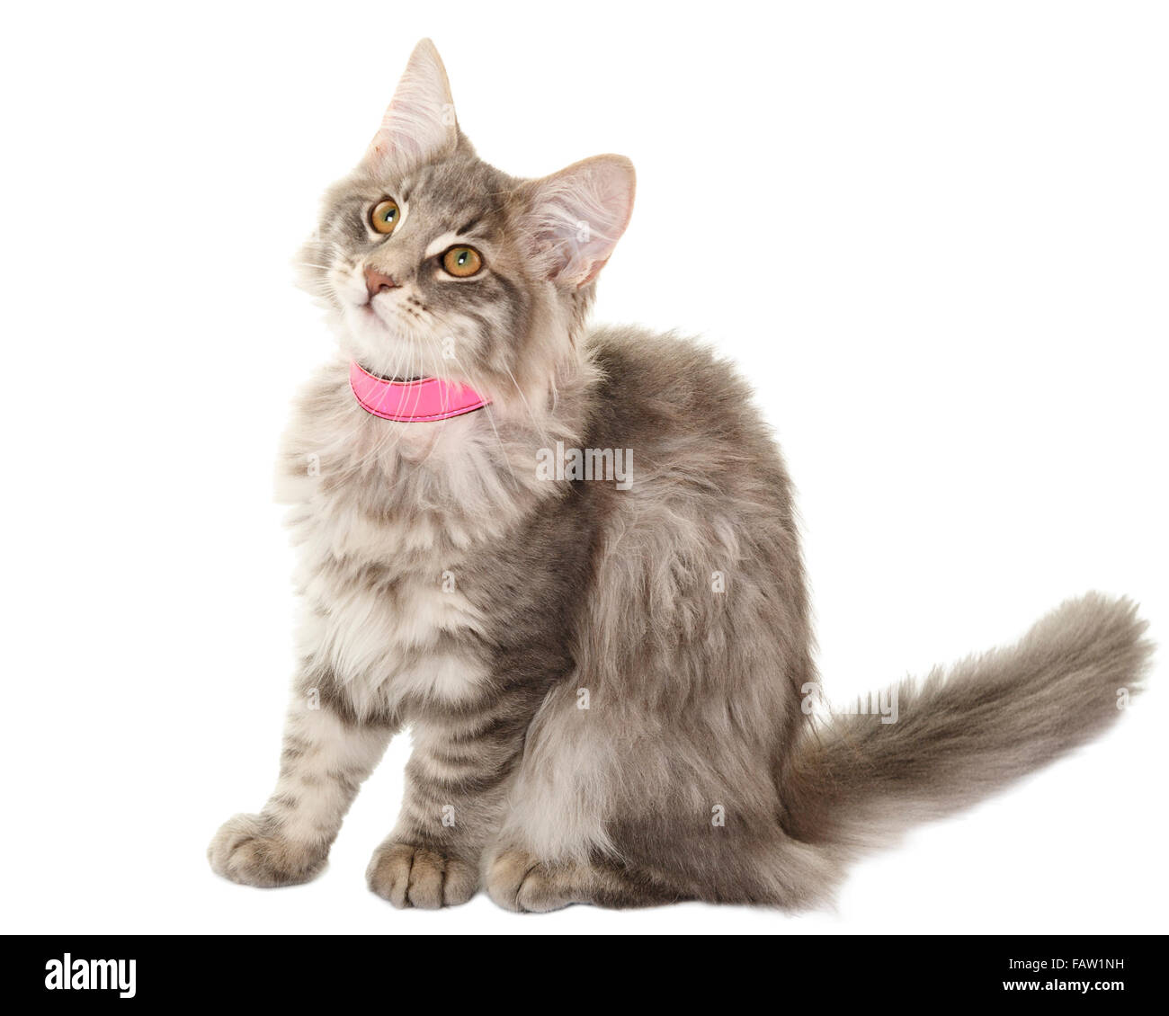 Norwegain Waldkatze kitten Portrait auf weißem Hintergrund isoliert Model Release: Nein Property Release: Nein. Stockfoto