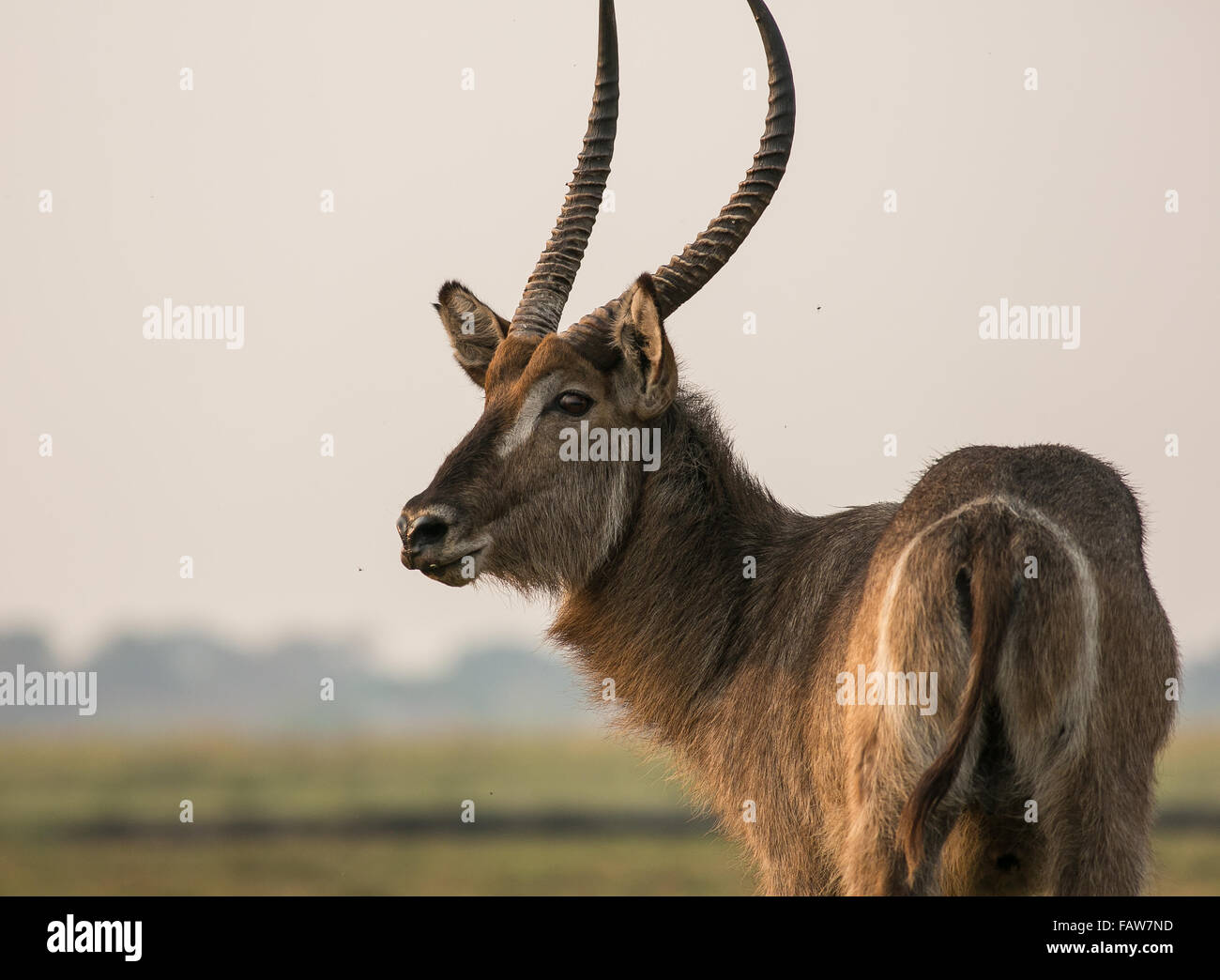 Ein Höhenplan von einer großen männlichen Wasserbock (Kobus Ellipsiprymnus), Chobe Nationalpark, Botswana Stockfoto