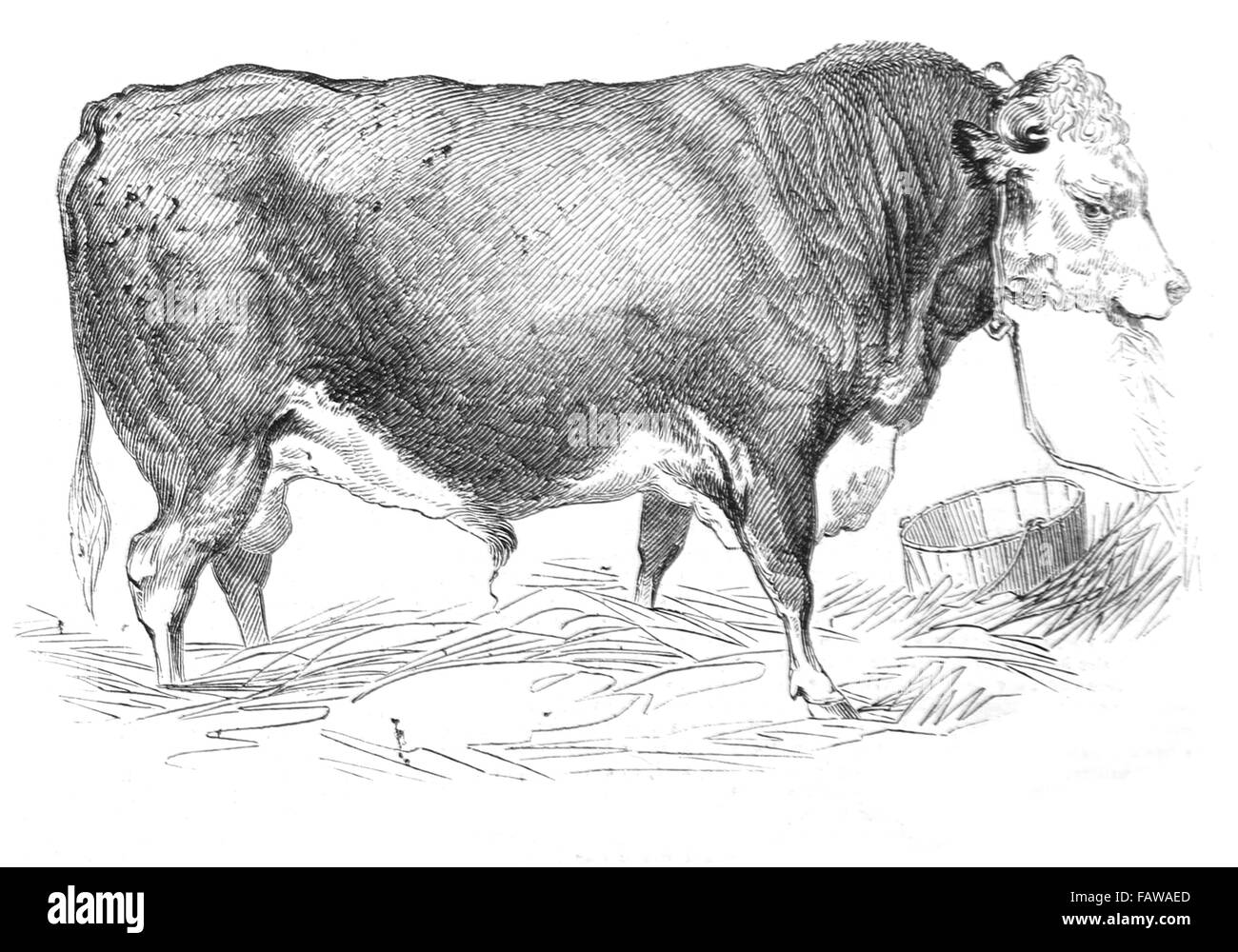 Hereford Bulle, gezüchtet von Herrn W Perry, 1844 Southampton Sitzung der Royal Agricultural Society Illustrated London News Juli 1844; Stockfoto