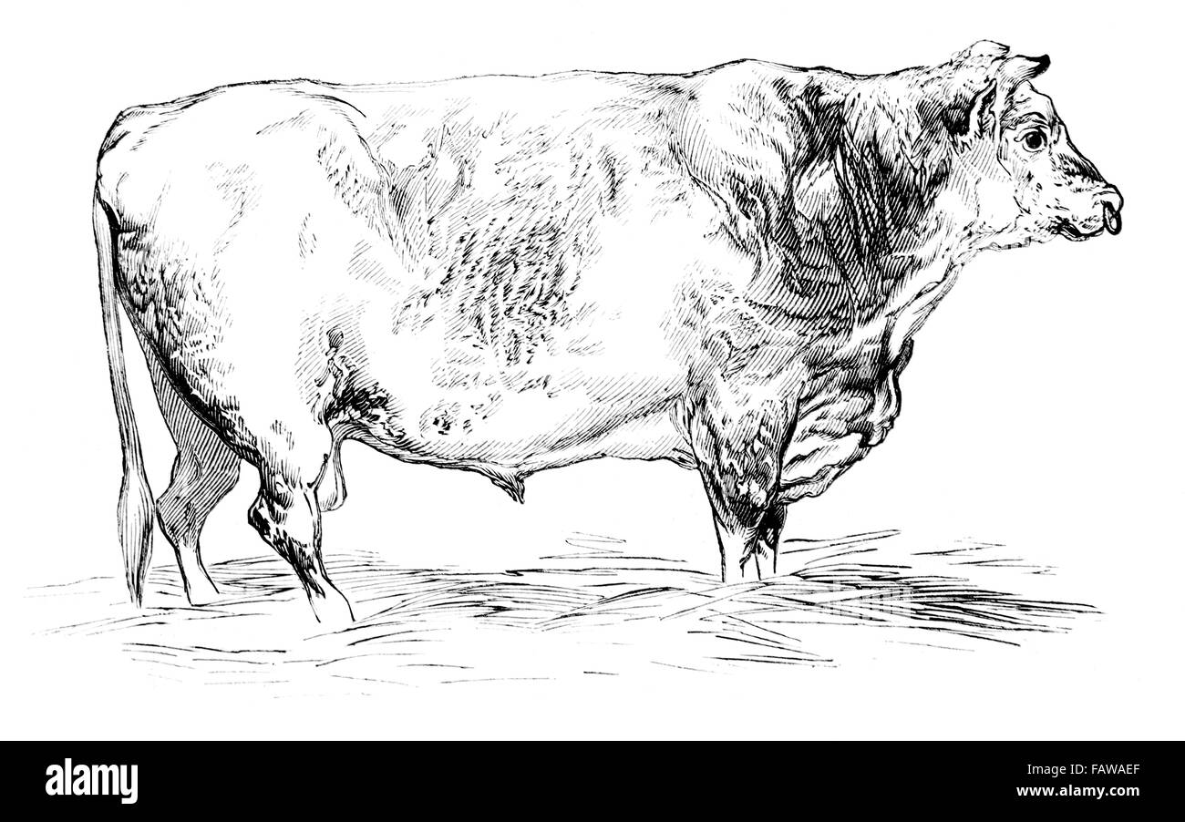 Kurz-gehörnten Stier, gezüchtet von Herrn J Cooper, 1844 Southampton Sitzung der Royal Agricultural Society Illustrated London News Juli Stockfoto