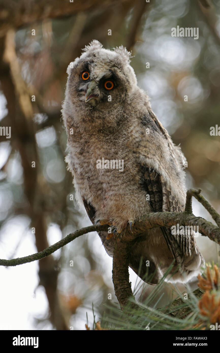 Lustige Jungvögel der Langohrigen Eulen / Waldohreule ( Asio otus ) auf einem Baum thront, blickt hinunter auf den Fotografen, Wildtiere, Europa. Stockfoto