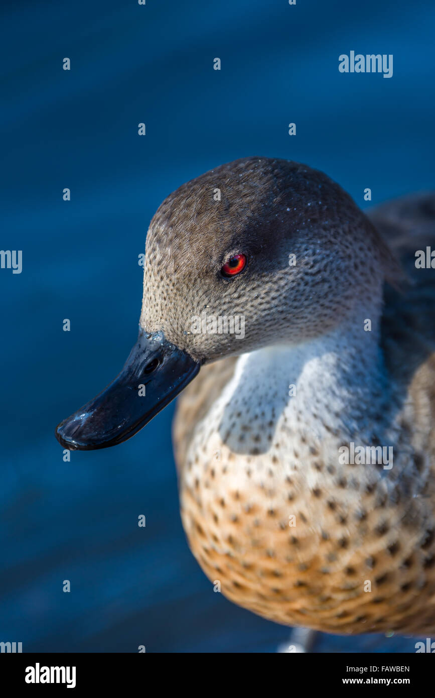 Slimbridge Wildfowl Stockfoto