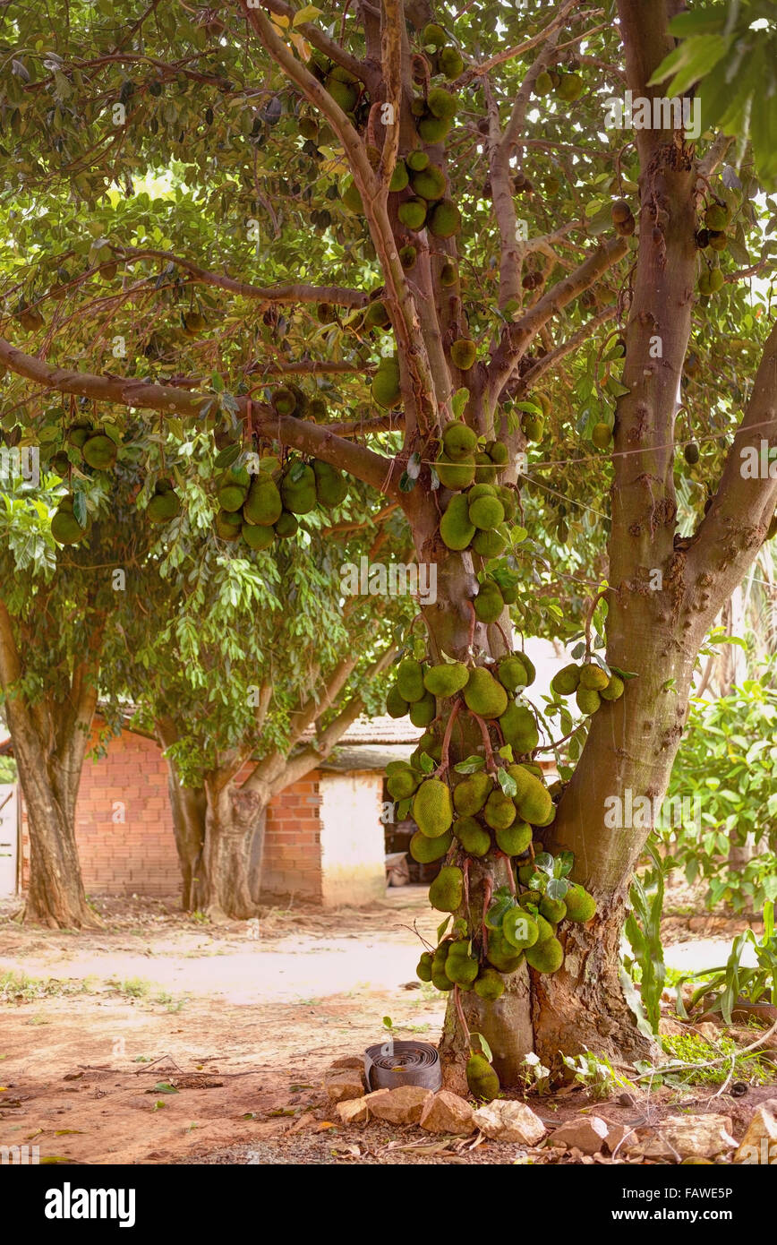 Jackfruit Baum voller Früchte. Stockfoto