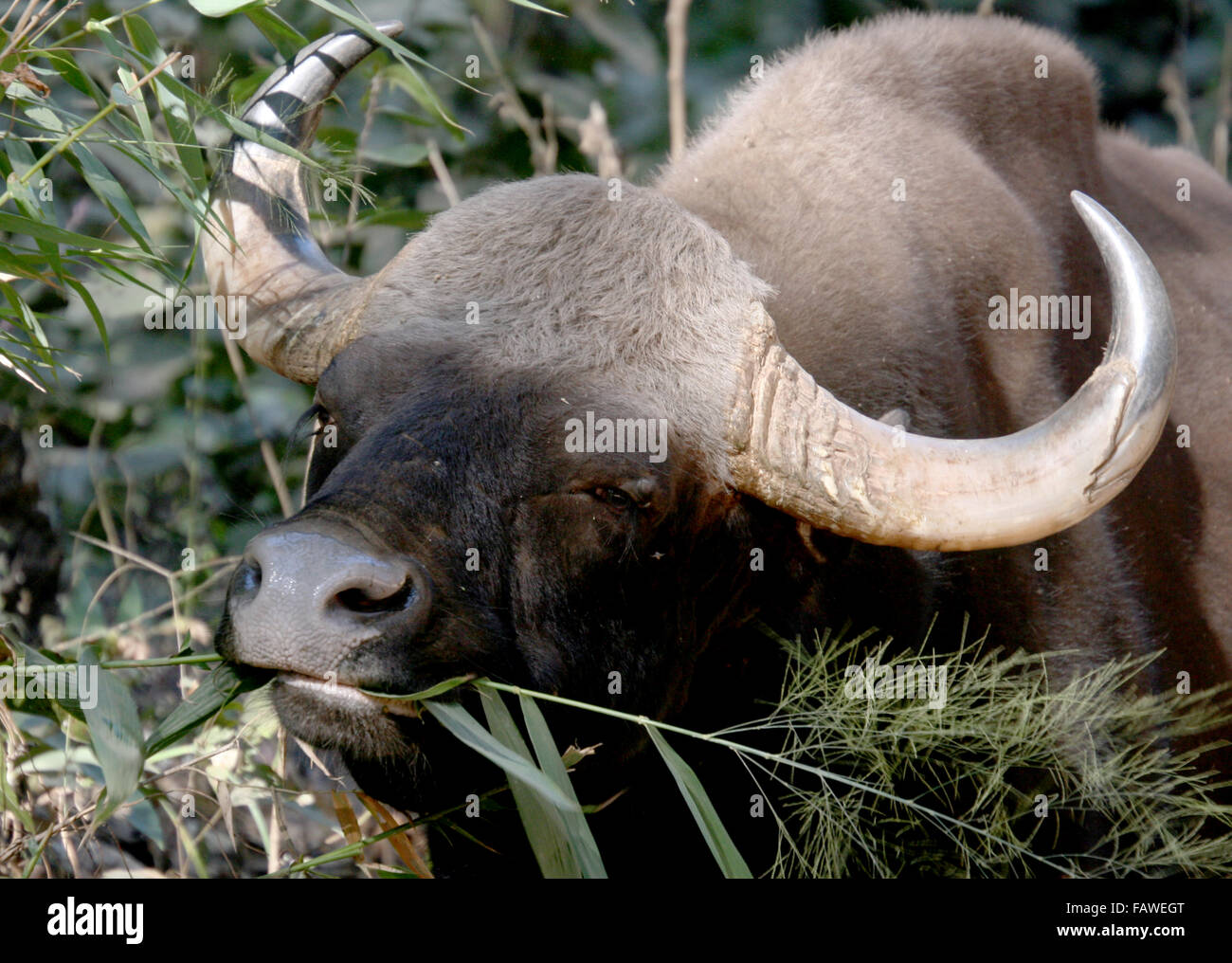 Gaur indische Bison Kopf Ansicht Essen Grass Indien Stockfoto