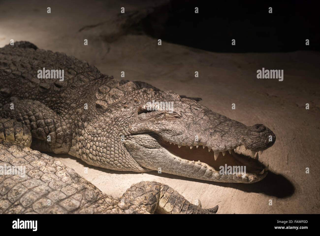 Krokodil im Zoo von Chongqing in China. Stockfoto