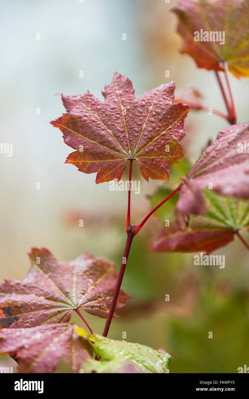 Wein-Ahorn (Acer Circinatum) wächst in Lewis und Clark National Historic Park; Astoria, Oregon, Vereinigte Staaten von Amerika Stockfoto