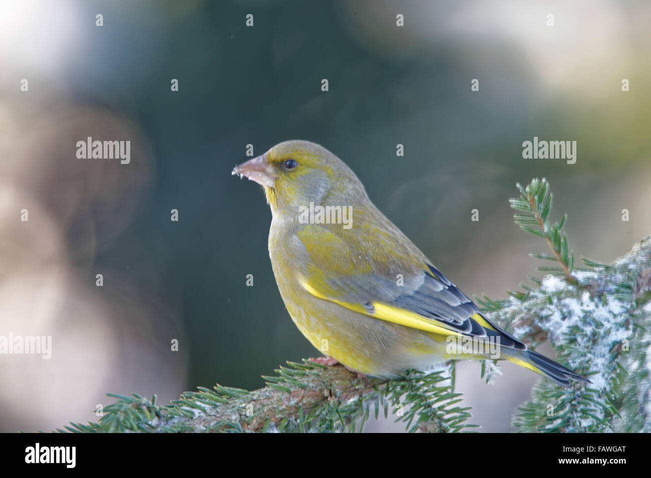 Grünfink (Chloris Chloris) ist ein kleiner Singvogel Vogel in der Familie Fink. Stockfoto