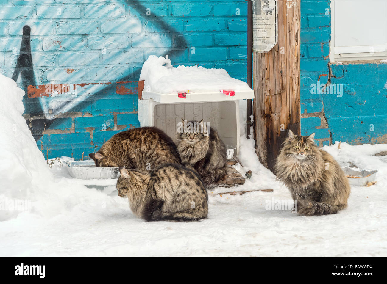 Hungrigen streunende Katzen Essen in einer Gasse, voller Schnee, im Winter. Stockfoto